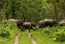 Kerala Forest Dept mulls over making inspection bungalows accessible to tourists