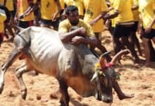 Jallikkattu