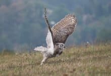 owl wings