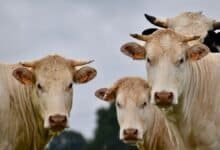 NDDB dairy