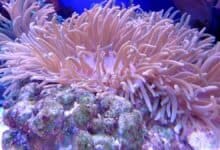 coral reefs