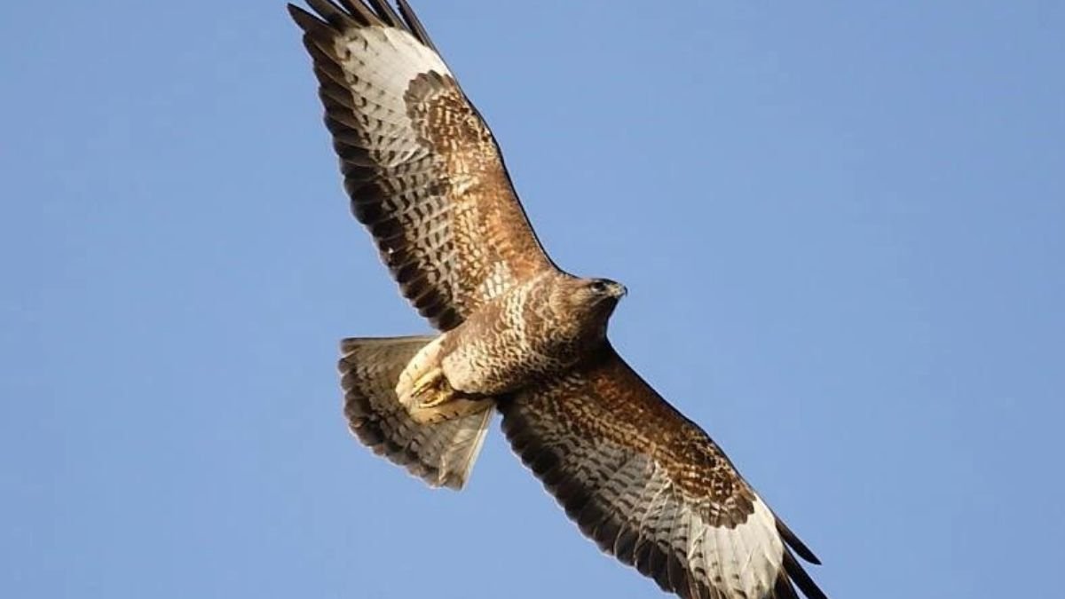 Lead Poisoning Threatens To Wipe Out Birds Of Prey
