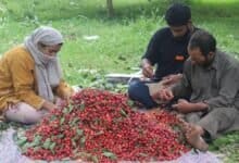 Cherry crop in Kashmir