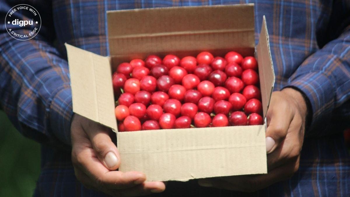 Cherry crop in Kashmir