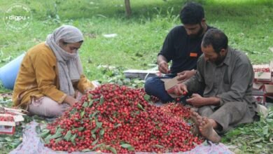 Cherry crop in Kashmir