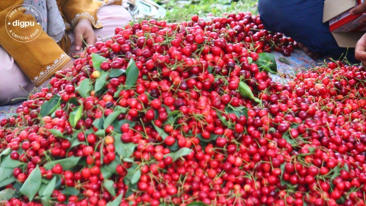 Cherry crop in Kashmir