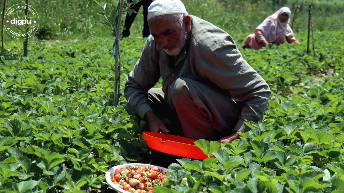 Kashmir’s strawberry producers in a bind due to heatwave