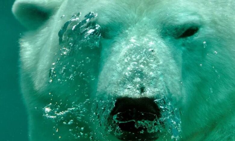 polar bear