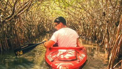 Mangroves Face Rapid Decline