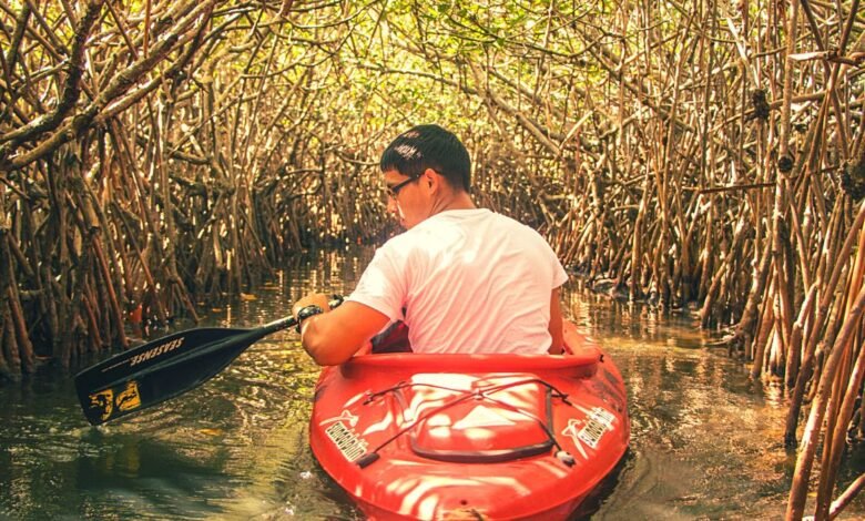 Mangroves Face Rapid Decline