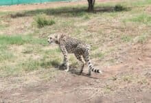 cheetah at Kuno National Park