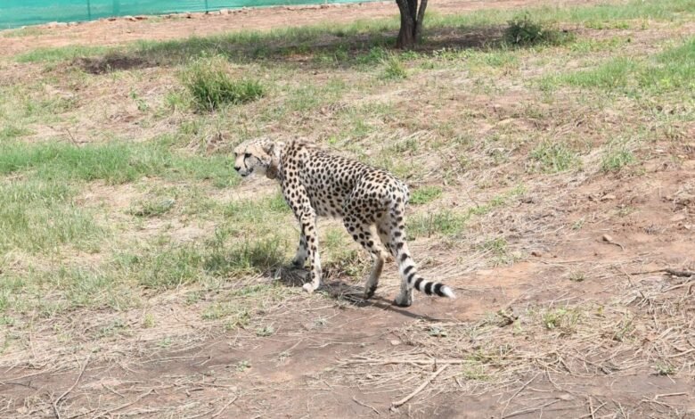 cheetah at Kuno National Park