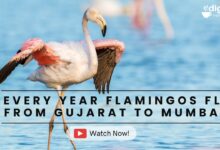 Flamingos that migrate every year from Gujarat to the Mumbai mud lands of Sewri
