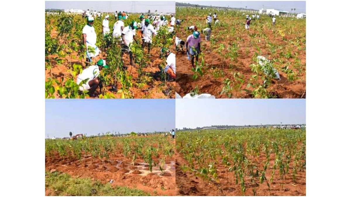 Dindigul District Administration Planted 6.03 Lakhs Trees In 4 Hours 