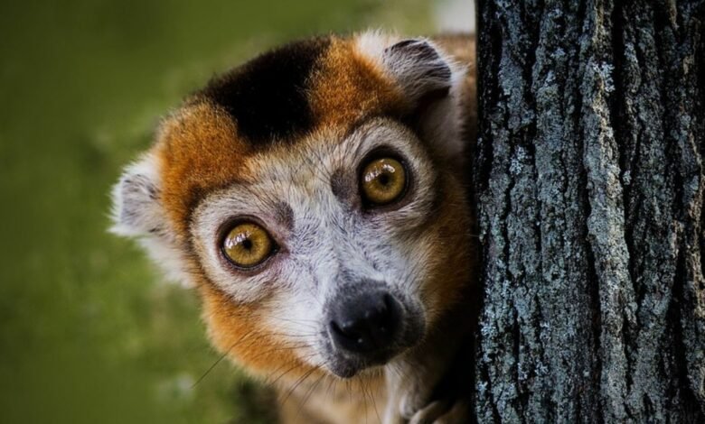 Madagascar biodiversity