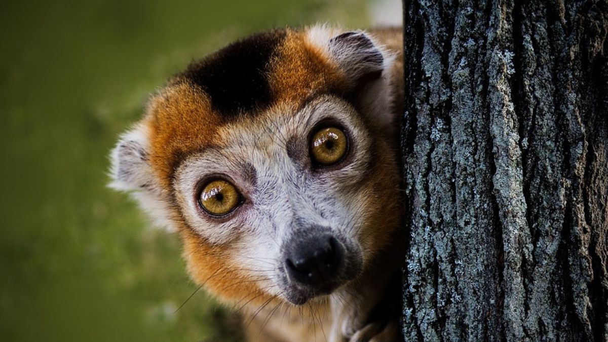 Madagascar biodiversity