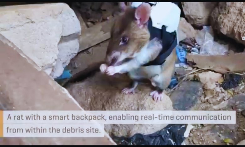 Tiny Rat Heroes: Revolutionizing Search and Rescue Operations