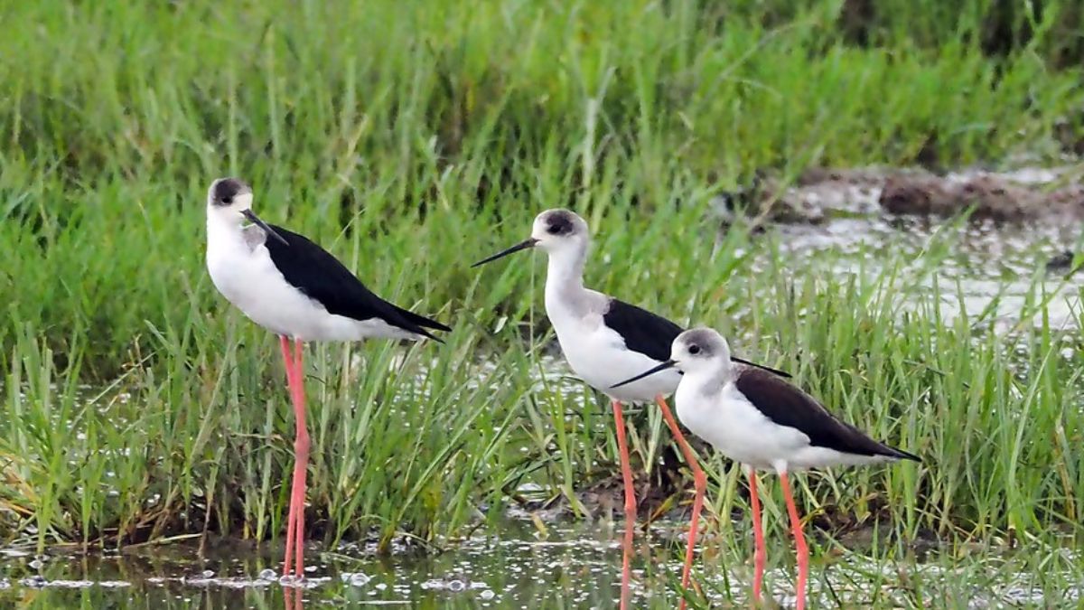 wetlands birds