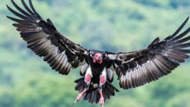 Asian King vulture spotted