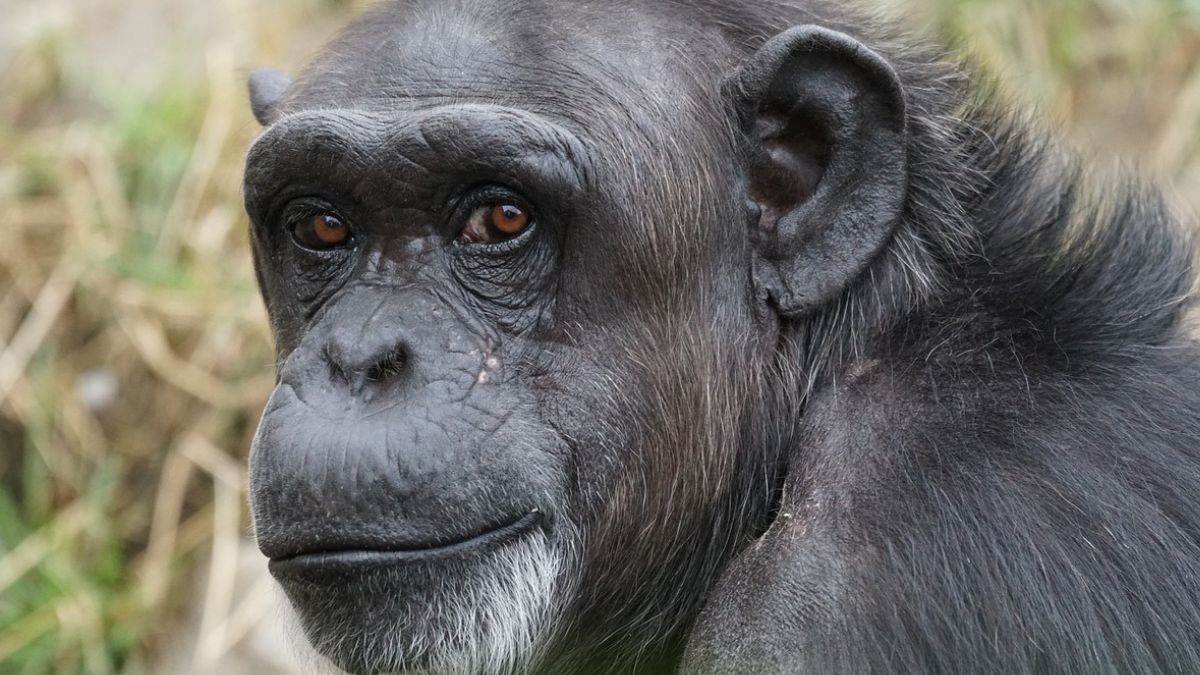 Planet Earth is losing its chimpanzees; Chemicals to blame