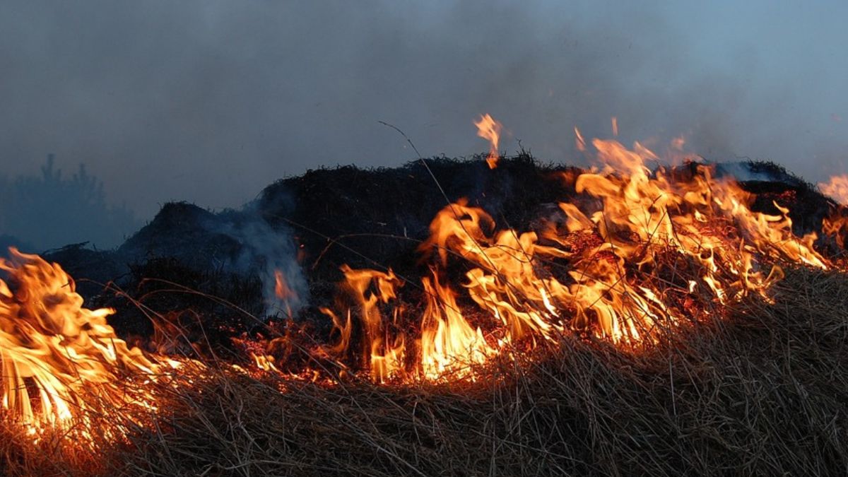 portugal forest fire