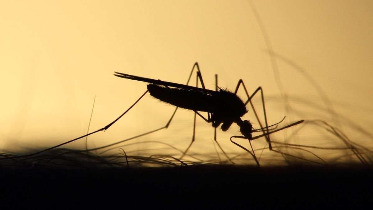 chikungunya vaccine