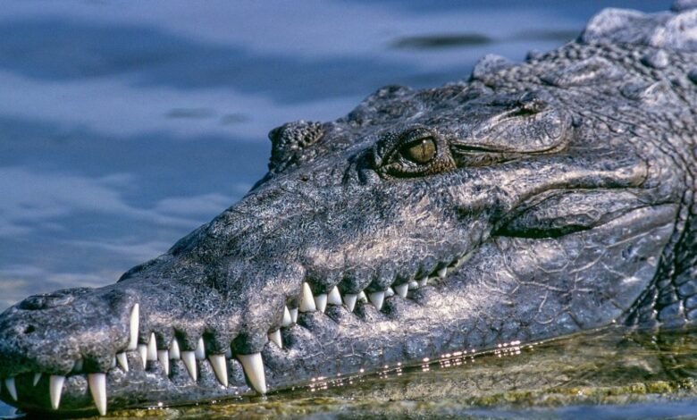 crocodile virgin birth