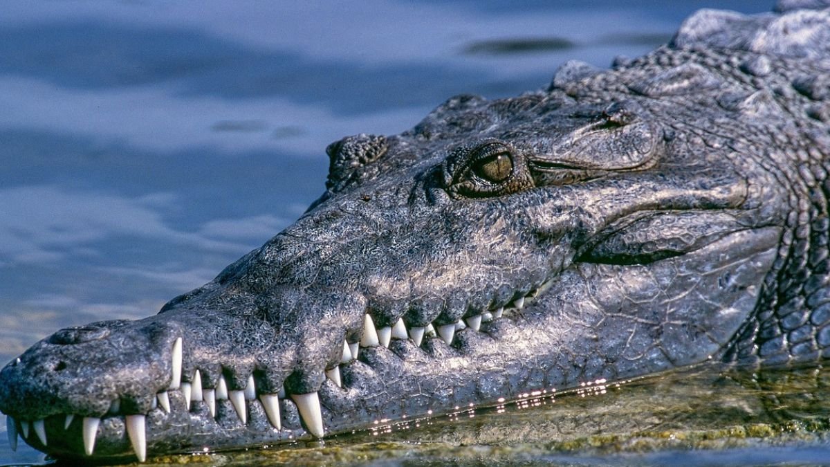 For the first time ever, virgin birth found in crocodile