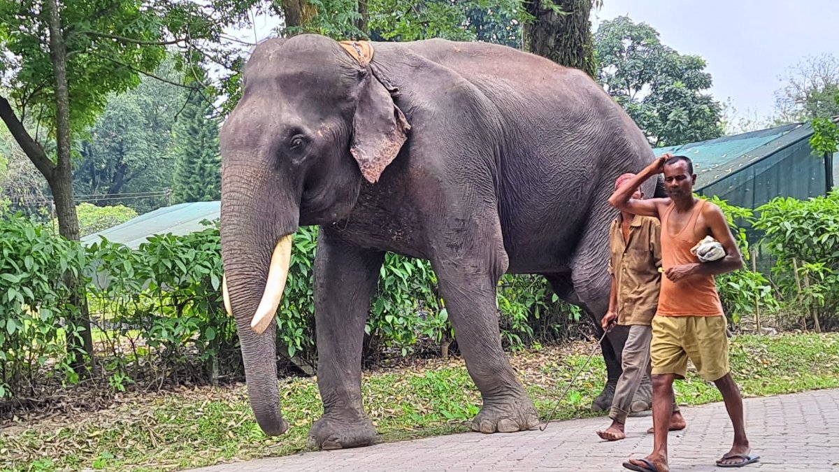 Bijuli Prasad: World's oldest Asiatic Elephant passes away at 90, leaving a glorious tale behind 