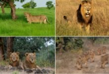 PM lauds all those working towards protecting the habitat of lions on the occasion of World Lion Day