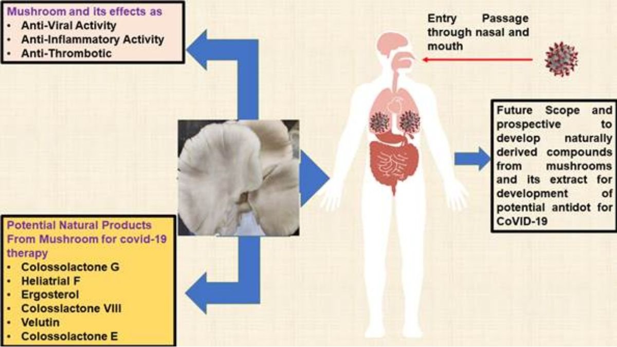 Mushroom derived Bioactive Compounds Have The Potential To Combat COVID 