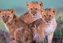 Namibian Cheetahs Flourish at Kuno National Park New Cubs Bring Joy to Conservation Efforts