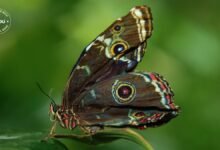 Climate Change Leading to Early Butterfly Activity in Central Europe