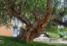 Transforming Arid Land: NIIT University’s Sustainable Campus at Neemrana