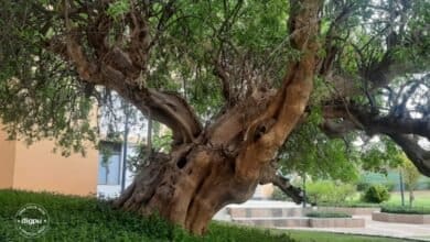 Transforming Arid Land: NIIT University’s Sustainable Campus at Neemrana