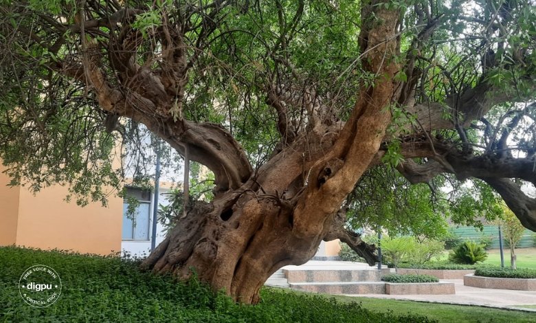 Transforming Arid Land: NIIT University’s Sustainable Campus at Neemrana