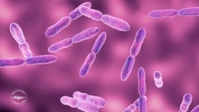 WHO Updates List of Most Dangerous Drug-Resistant Bacteria for 2024