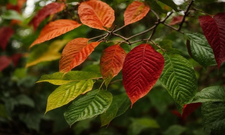 Understanding Kratom Strains: A Buyer's Guide