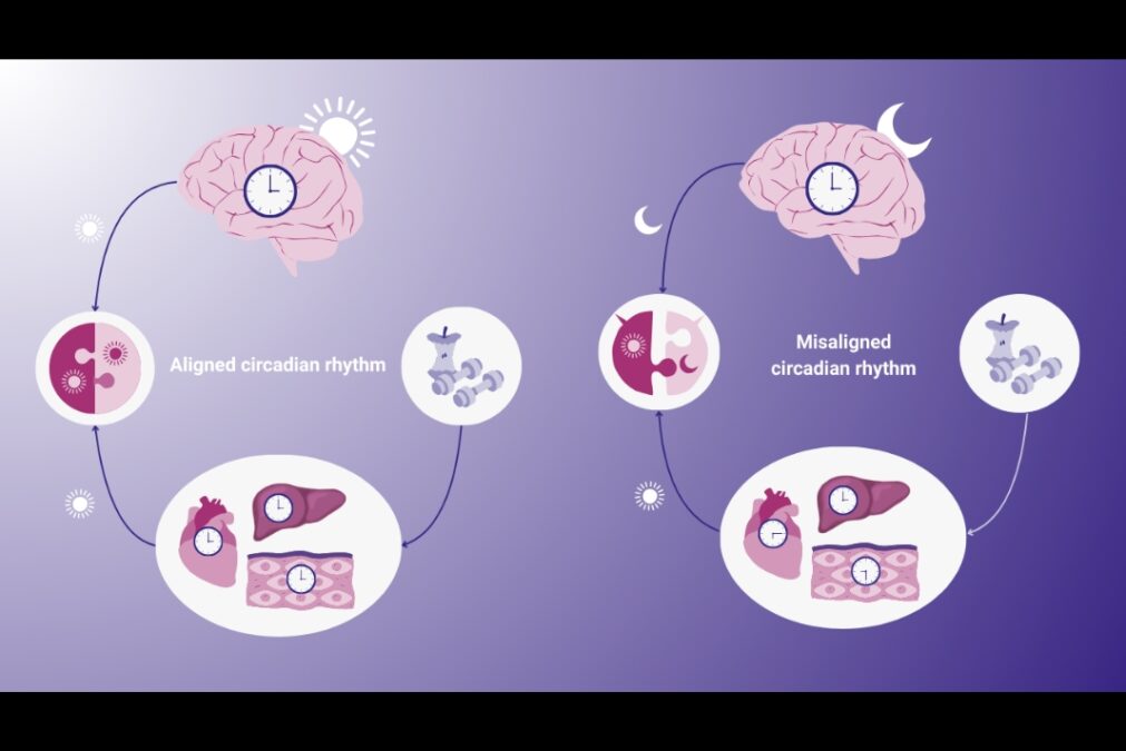 Timing is Everything: The Hidden Clocks That Shape Your Health and Brain Power