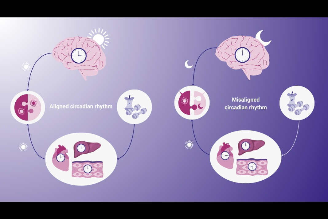 The Hidden Clocks That Shape Your Health and Brain Power