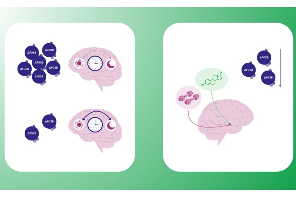 Timing is Everything: The Hidden Clocks That Shape Your Health and Brain Power