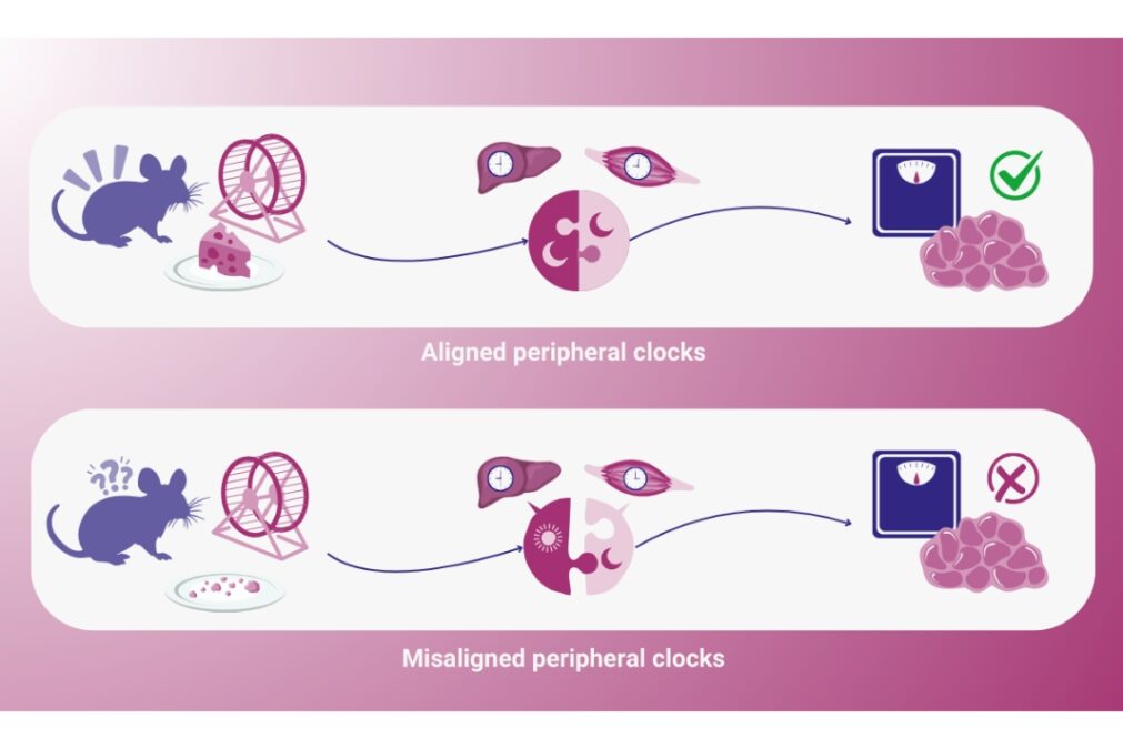 Timing is Everything: The Hidden Clocks That Shape Your Health and Brain Power