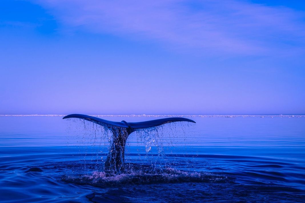 Blue economy