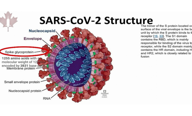 COVID-19 Vaccines: Peter McCullough's Spike Protein Claims
