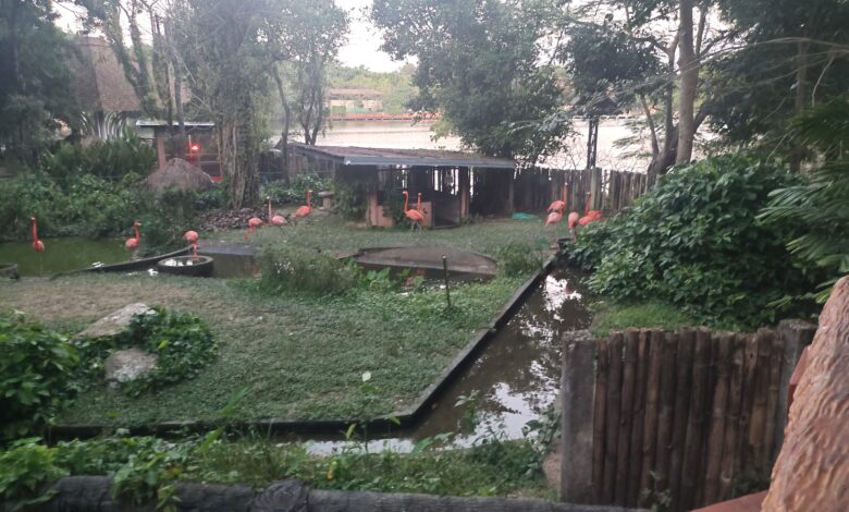 Chiang Mai Nigh Safari Park